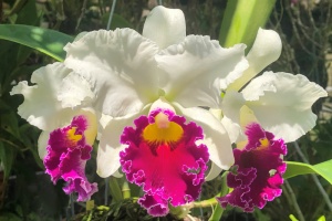 Orchids Brought to the Show Table