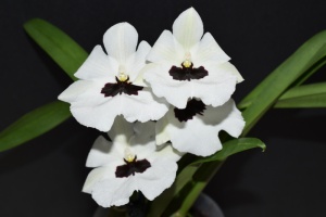 Miltoniopsis