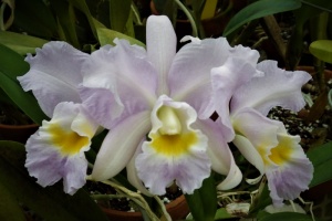 Orchids Brought to the Show Table