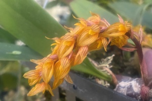 Member's Choice from the Show Table