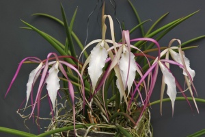 Orchids Brought to the Show Table