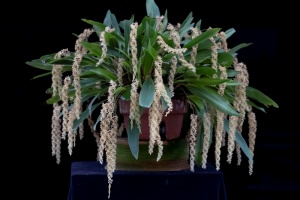 Orchids Brought to the Show Table