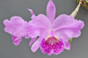 Photo of the Month from the Show Table