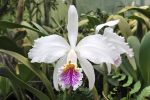 Photo of the Month from the Show Table