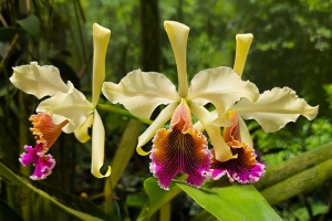 Orchids Brought to the Show Table