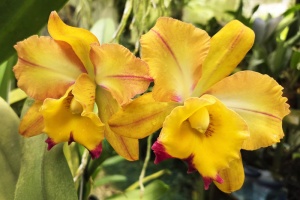 Photo of the Month from the Show Table