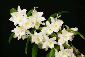Dendrobium Relatives