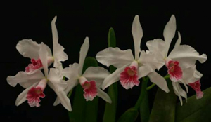 Laelia species