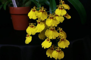 Oncidium Relatives