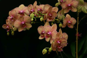 Phalaenopsis