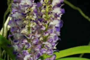 Growing Orchids in May