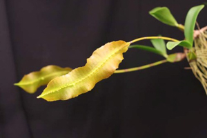 Bulbophyllum Species