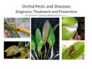 Orchid Pests and Diseases