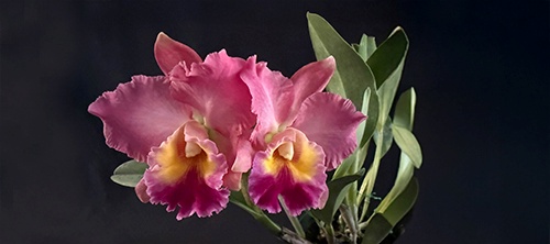 Show Table and Orchid Photographs