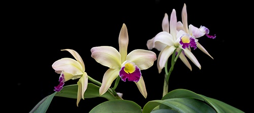Show Table and Orchid Photographs