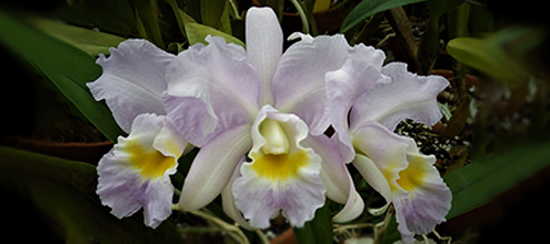 Monthly SAOS Meeting