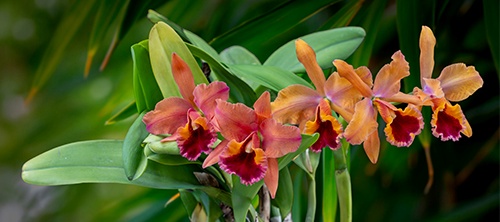 Show Table and Orchid Photographs