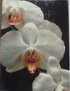 Orchids