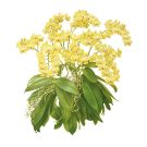 Angela Mirro, Botanical Artist