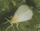 Whitefly - photo courtesy of www.ionopsis.com