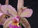 Snail on Orchid Flower - courtesy of the American Orchid Society