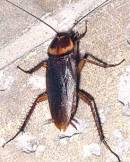 Cockroach - photo courtesy of the American Orchid Society