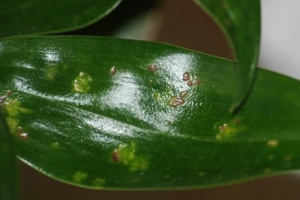 Image 14