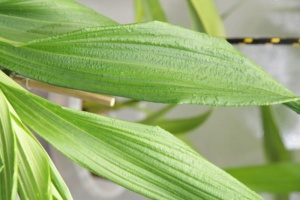 Image 15
