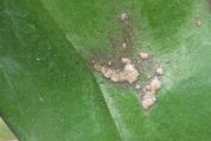 Physiological and Environmental Problems