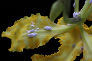 Mealybug