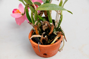 Fungal Root Rot - Rhizoctonia