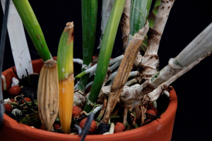 Fungal Root Rot - Rhizoctonia