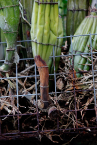 Fungal Root Rot - Rhizoctonia