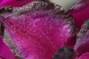 Thrip Damage on Orchid Flower