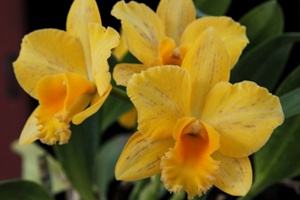 Image 17