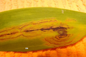 Image 22