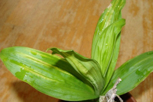 Image 23