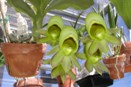 Catasetum Flowers - Male or Female?