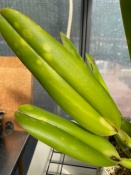 Yellow Spots on Cattleya Leaves