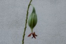 Flower Coming Out of Seed Pod