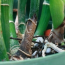 Black Rot Traveling Up Cattleya Pseudobulb