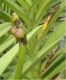 Bud Blast on Vanda Orchid from  Thrips