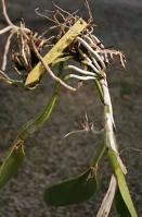 Hang Sick Orchid Upside Down in Humid Spot to Regenerate Roots