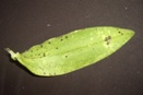 Fungal Leaf Spots on Dendrobiums
