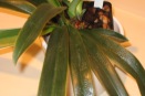 Paphiopedilum Leaf Dessication