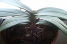 Repotted Phalaenopsis from Sphagnum into Bark Mix
