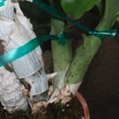 Sooty Mold on Catasetums