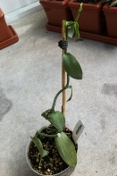 Vanilla Leaves Wilting