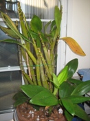 Dendrobium spectabile