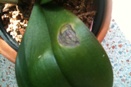 Sunken Brown Spots on Phalaenopsis Orchids